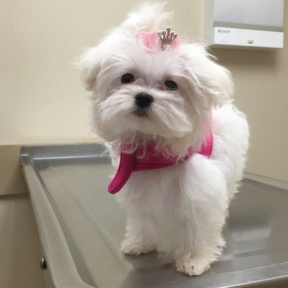 Meet your posher, Peyton! - Picture 2 of 3